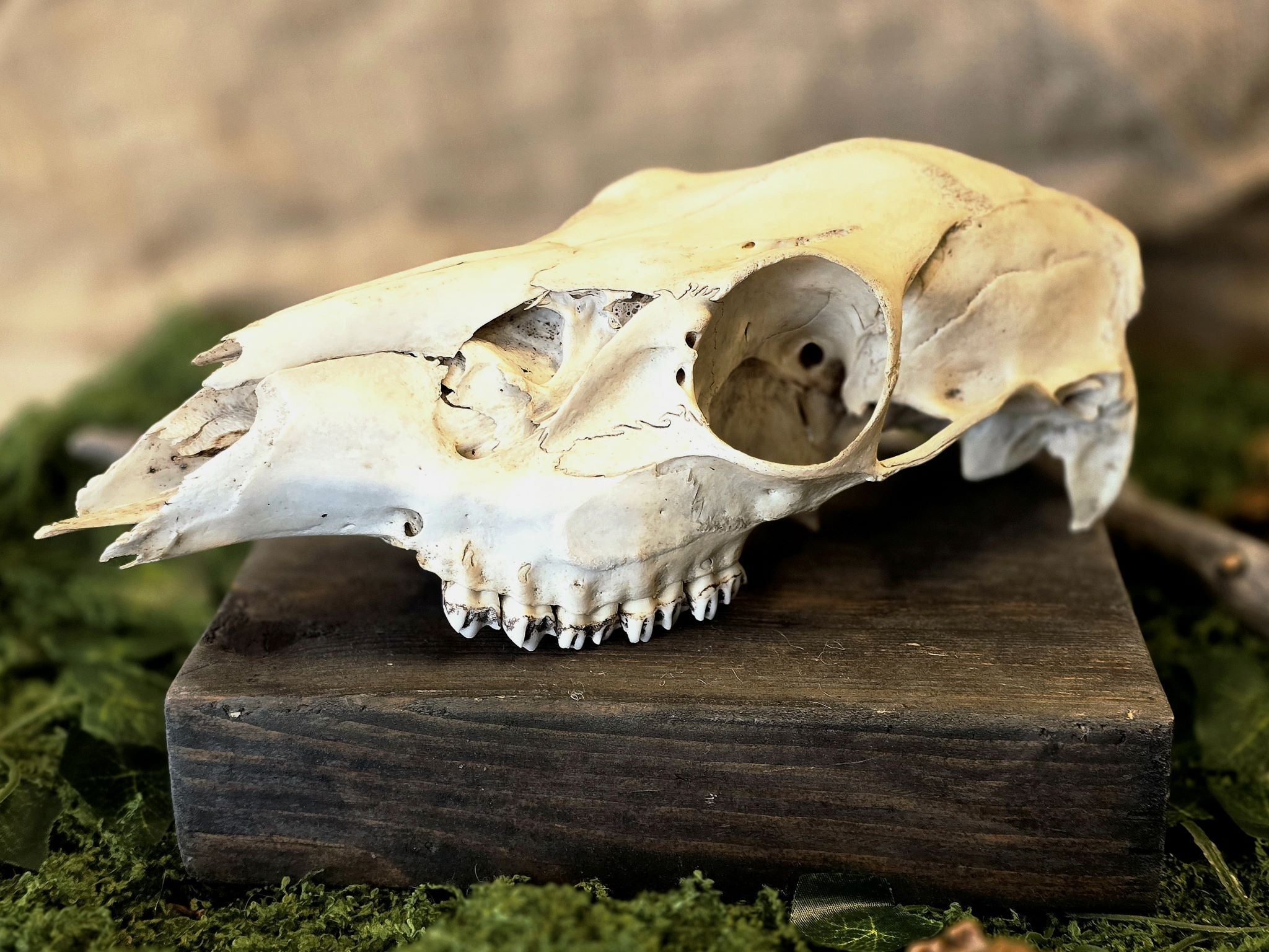 Peuran aito käsitelty kallo. Kalloon on jätetty tarkoituksella rouhea, eläväinen pinta, joka korostaa sen luonnetta.