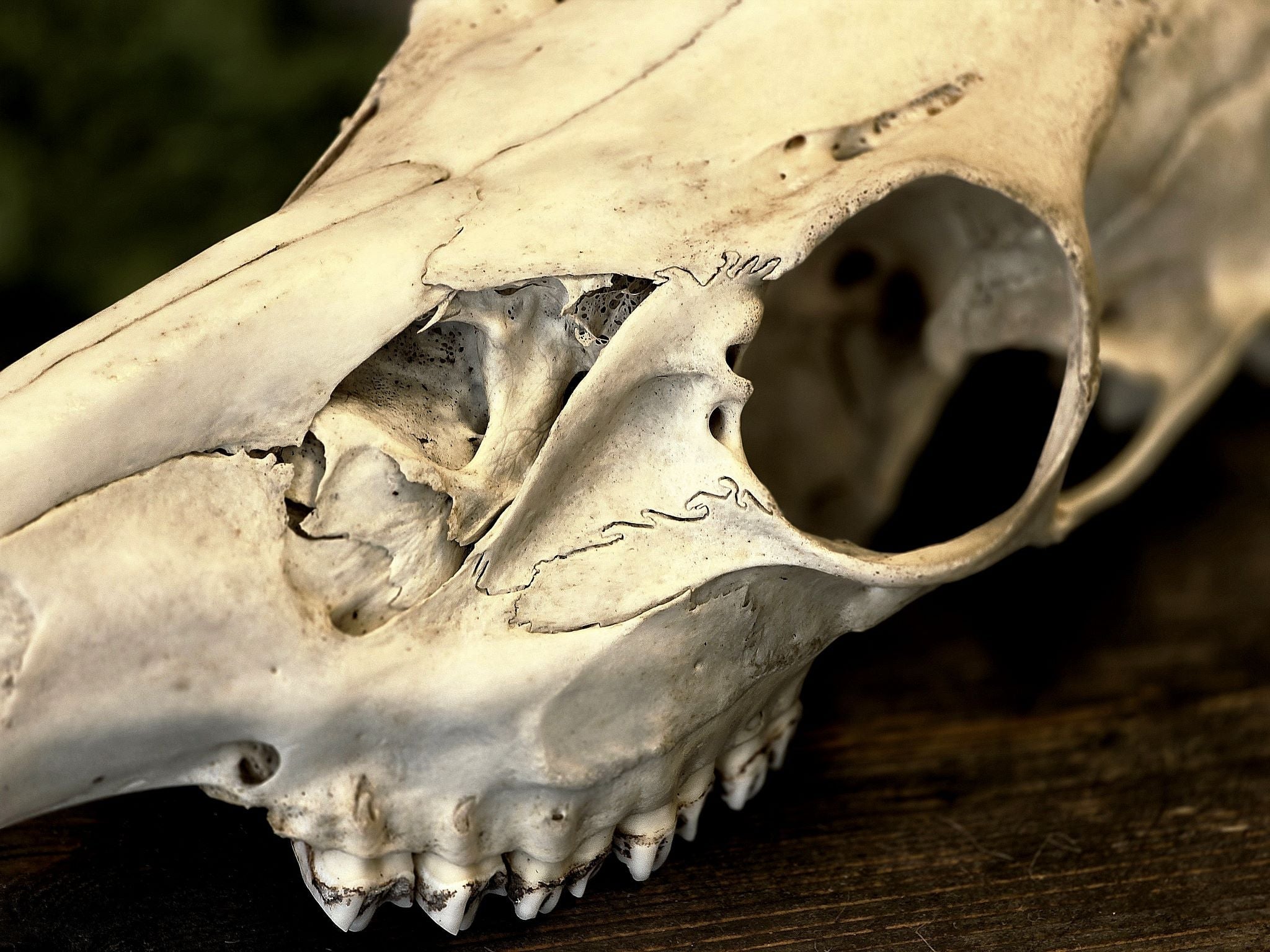 Peuran aito käsitelty kallo. Kalloon on jätetty tarkoituksella rouhea, eläväinen pinta, joka korostaa sen luonnetta.