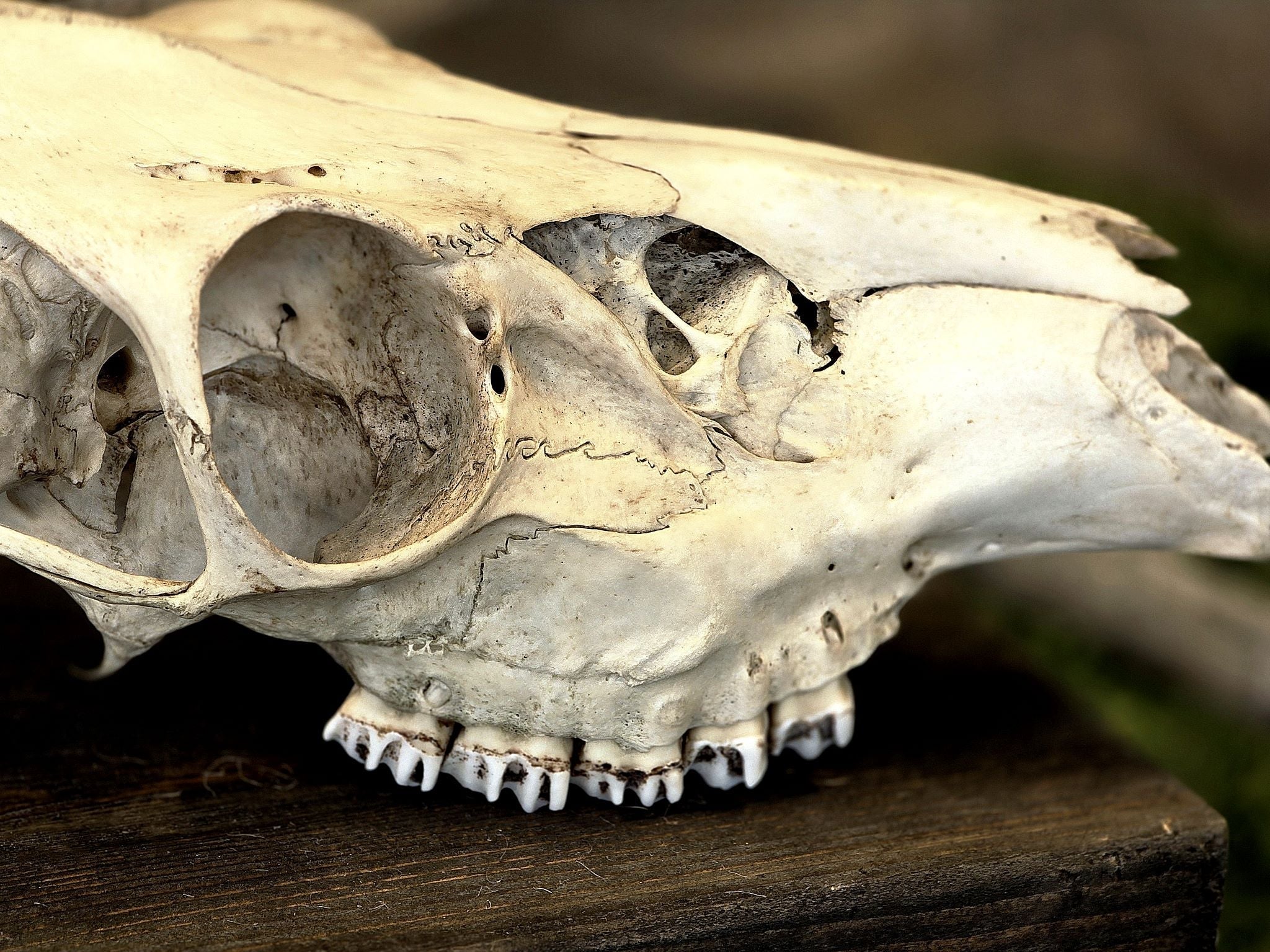 Peuran aito käsitelty kallo. Kalloon on jätetty tarkoituksella rouhea, eläväinen pinta, joka korostaa sen luonnetta.