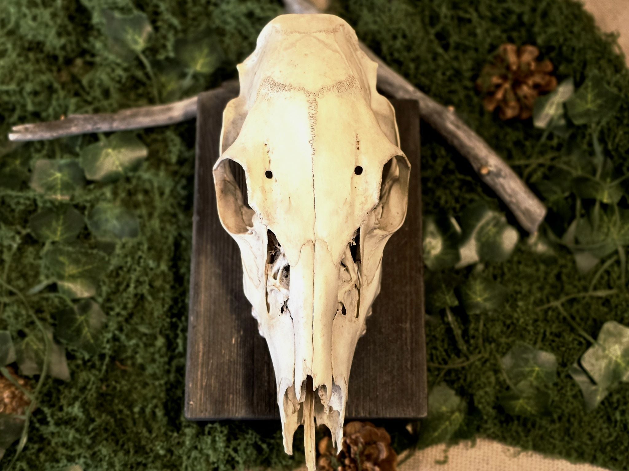 Peuran aito käsitelty kallo. Kalloon on jätetty tarkoituksella rouhea, eläväinen pinta, joka korostaa sen luonnetta.