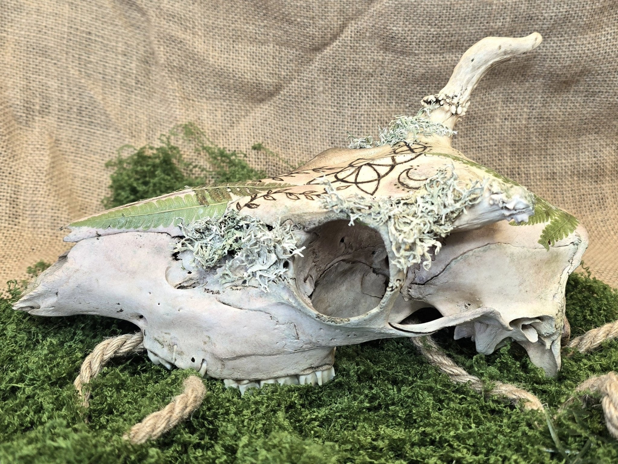 Kauriin käsitelty kallo, jossa on polttokuvioitu noidansolmu, ja koristeena saniaisia, sammalta ja jäkälää kuvattuna sivulta.