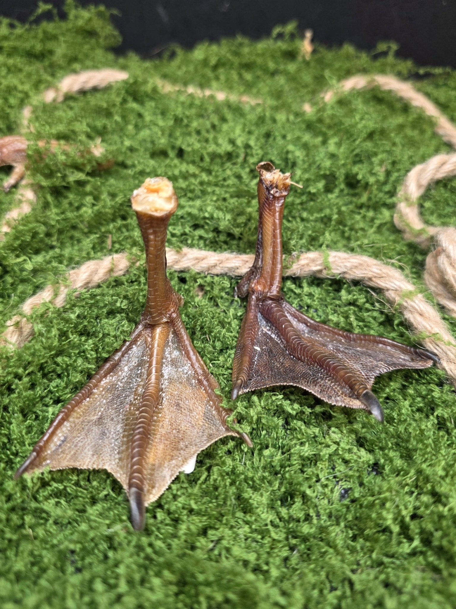 Räpylä - Inked Mystiqs