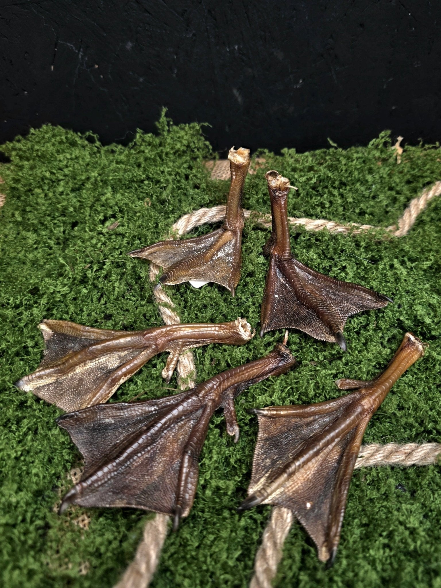 Räpylä - Inked Mystiqs