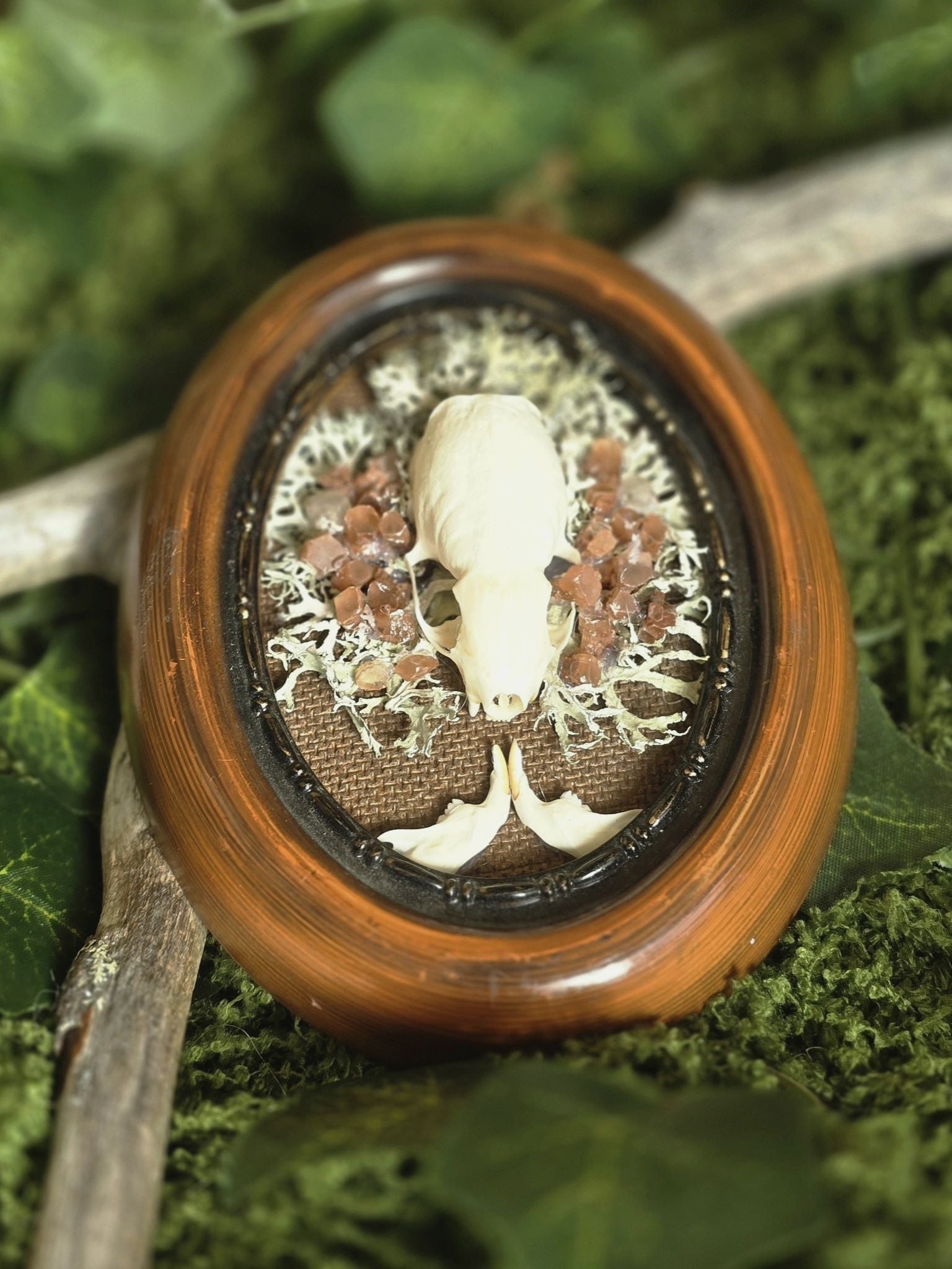 Taulu, kierrätyskehykseen tehty taideteos,  jossa rotan kallo ja leukaluut, aragoniittisirut, jäkälää.