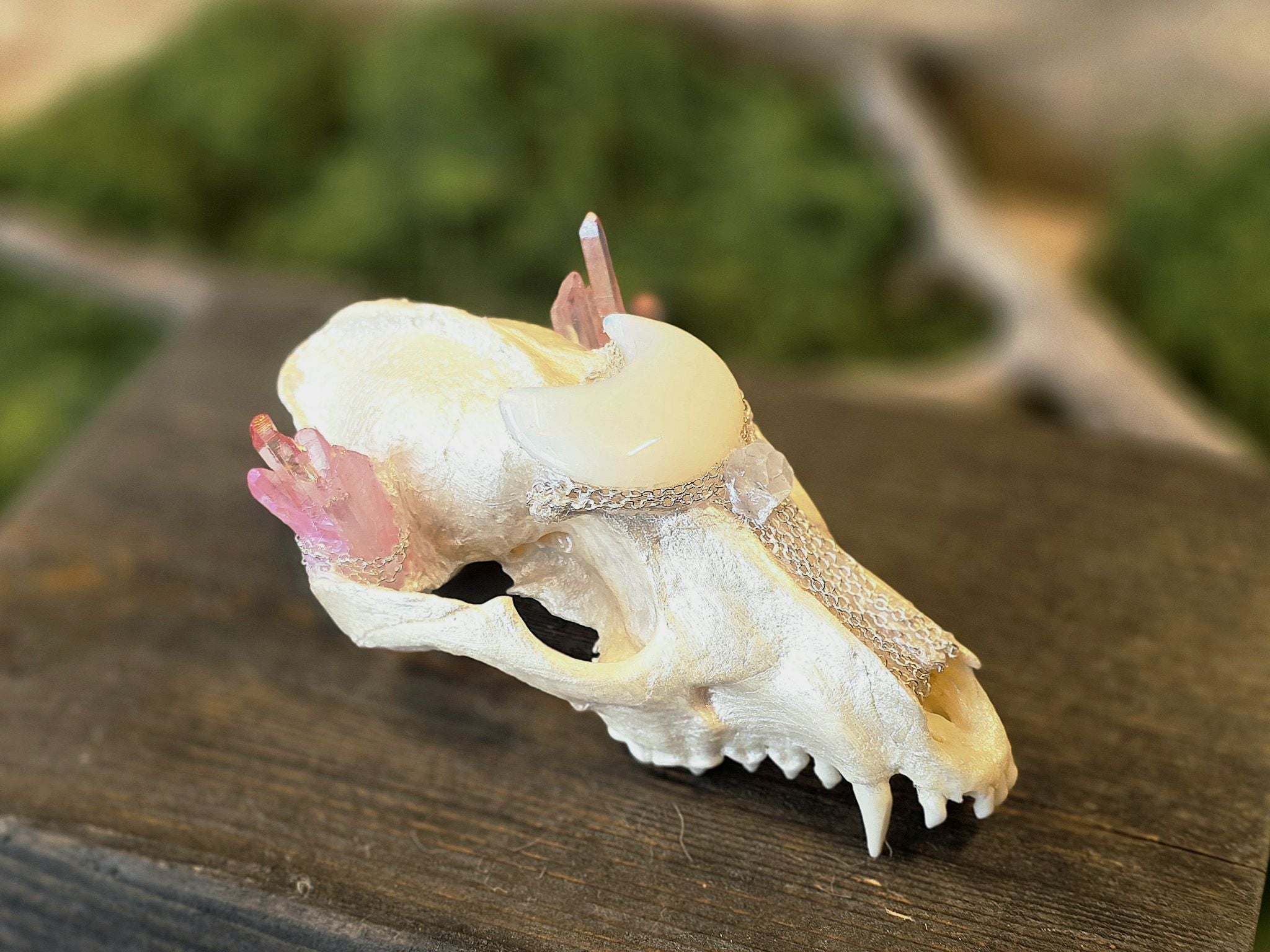 Aito supikoiran kallo, huolellisesti käsitelty, puhdistettu ja valkaistu. Kallo on koristeltu näyttävästi opaliittikuulla, värjätyllä kvartsilla ja vuorikristalleilla.&nbsp; Tarkoitettu koristekäyttöön, sisustukseen tai alttarikoristeeksi.