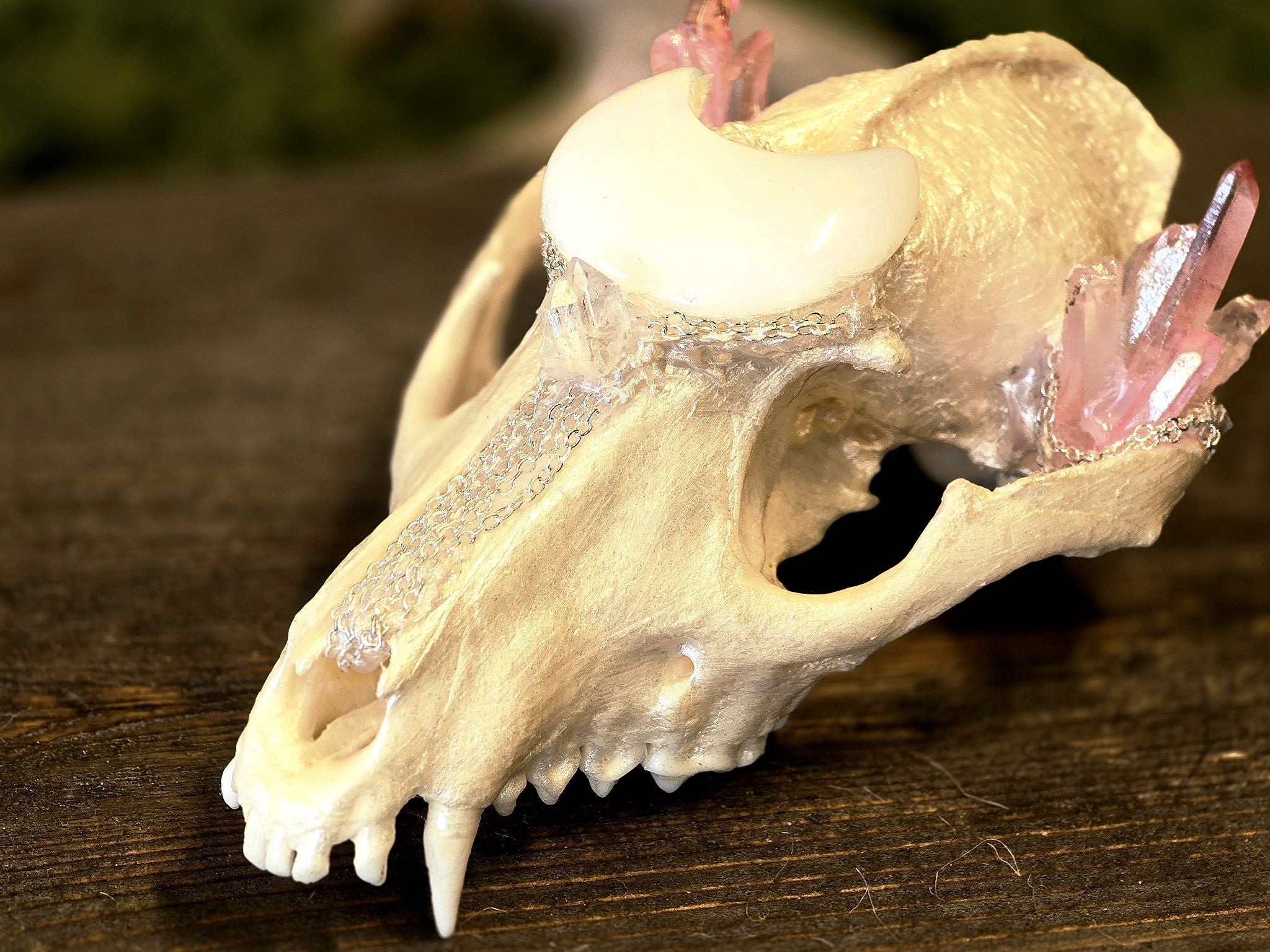 Aito supikoiran kallo, huolellisesti käsitelty, puhdistettu ja valkaistu. Kallo on koristeltu näyttävästi opaliittikuulla, värjätyllä kvartsilla ja vuorikristalleilla.&nbsp; Tarkoitettu koristekäyttöön, sisustukseen tai alttarikoristeeksi.