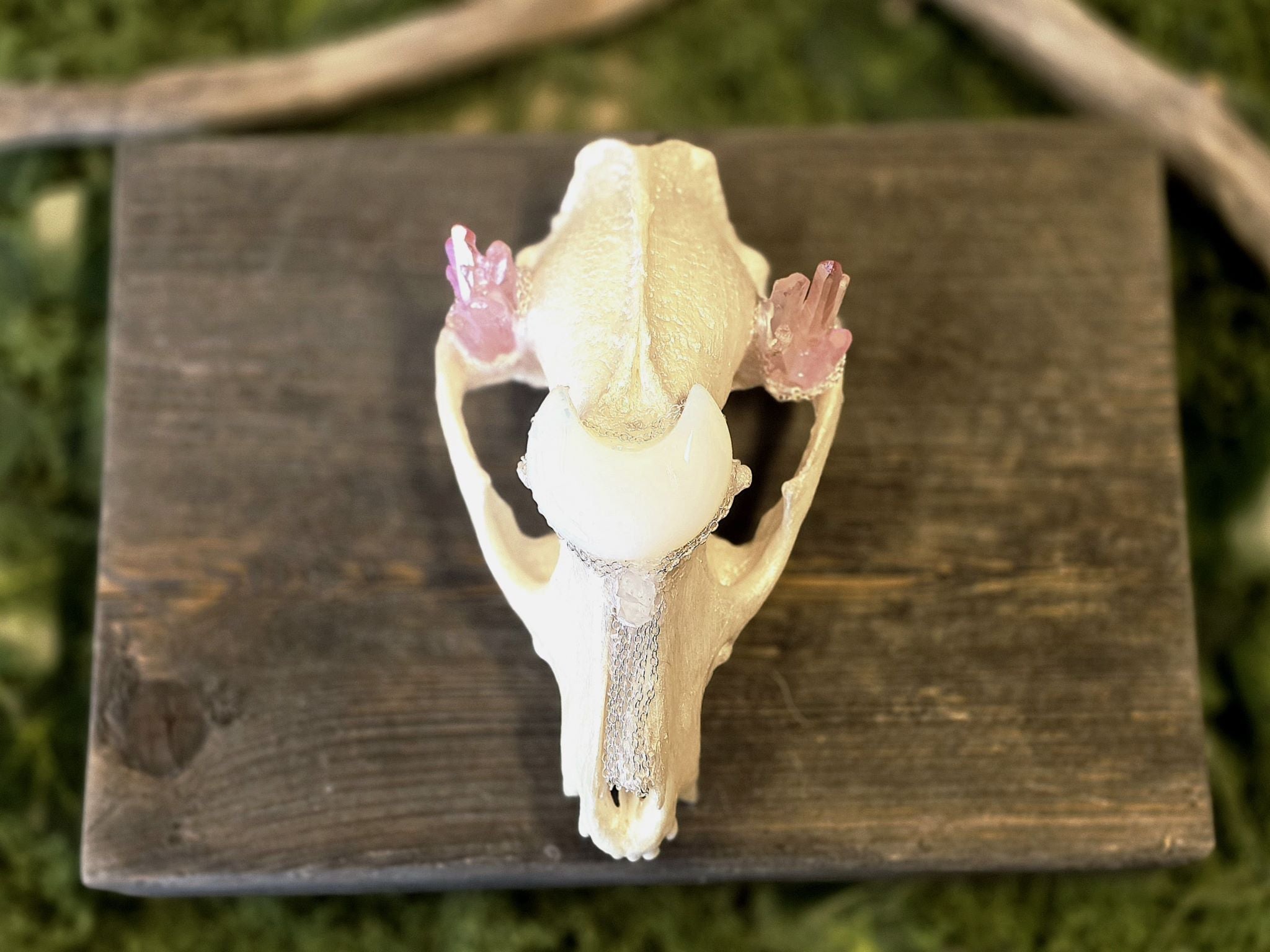 Aito supikoiran kallo, huolellisesti käsitelty, puhdistettu ja valkaistu. Kallo on koristeltu näyttävästi opaliittikuulla, värjätyllä kvartsilla ja vuorikristalleilla.&nbsp; Tarkoitettu koristekäyttöön, sisustukseen tai alttarikoristeeksi.