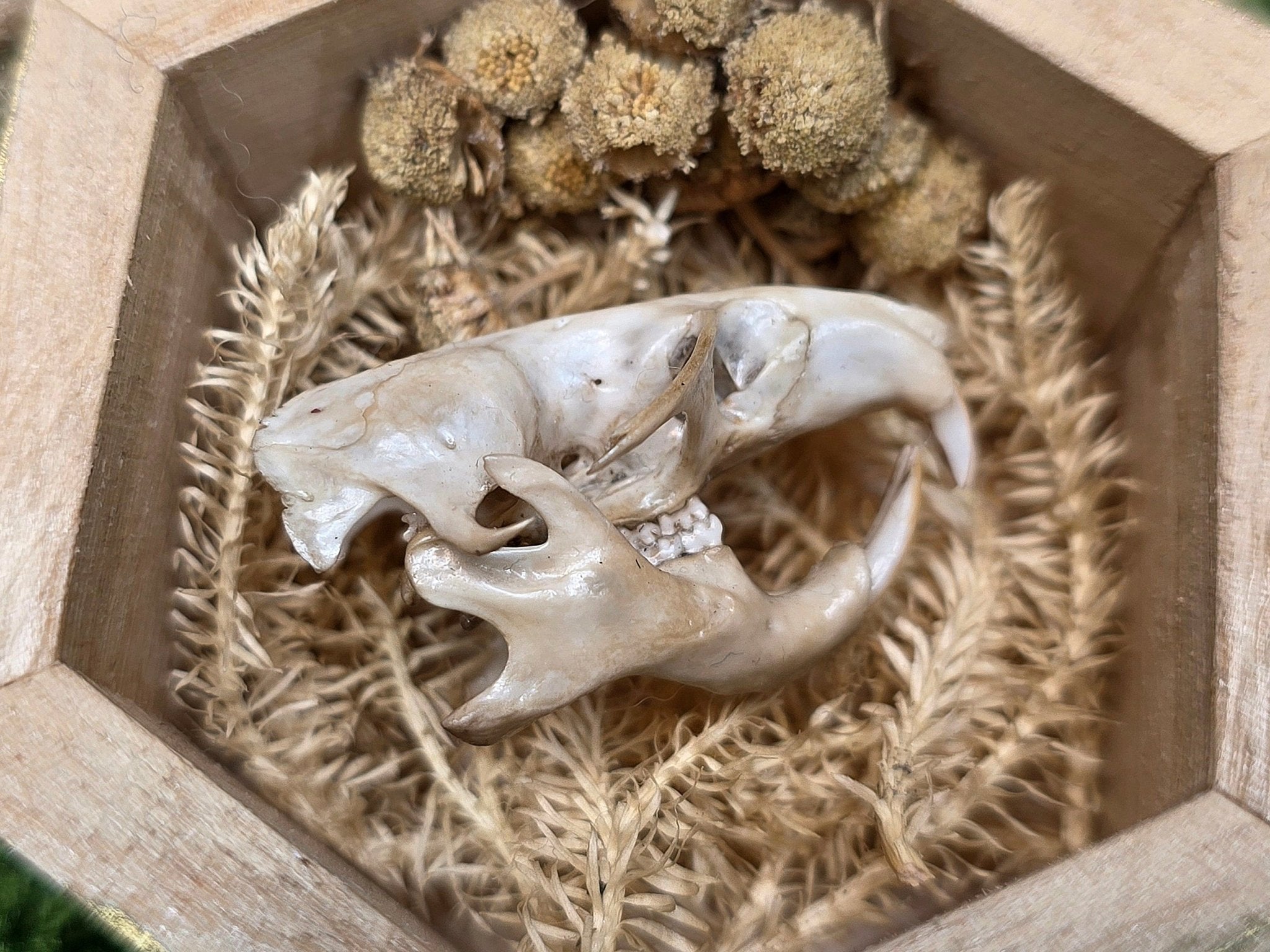 Syyrian hamsterin kallot - Inked Mystiqs