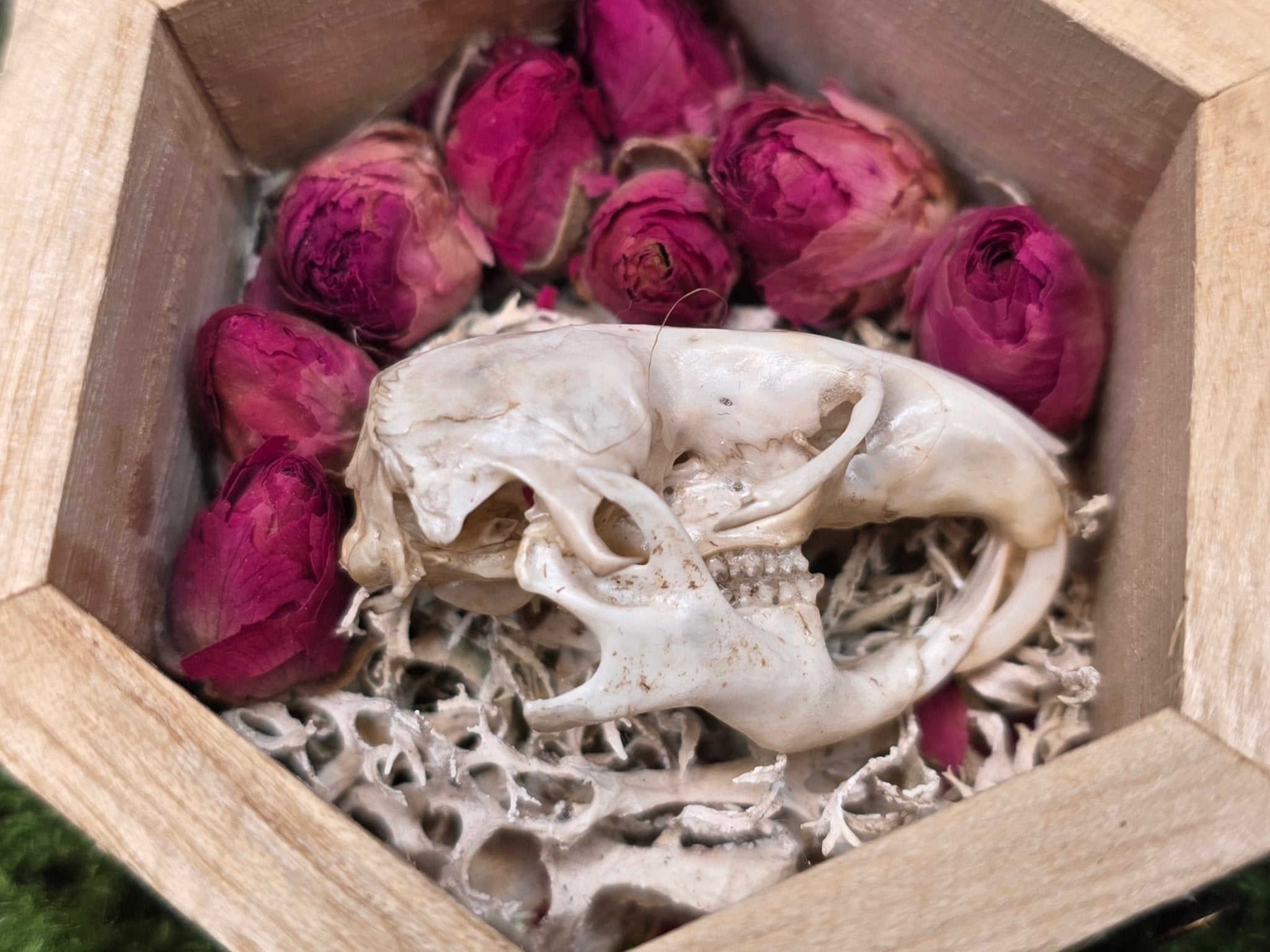 Syyrian hamsterin kallot - Inked Mystiqs