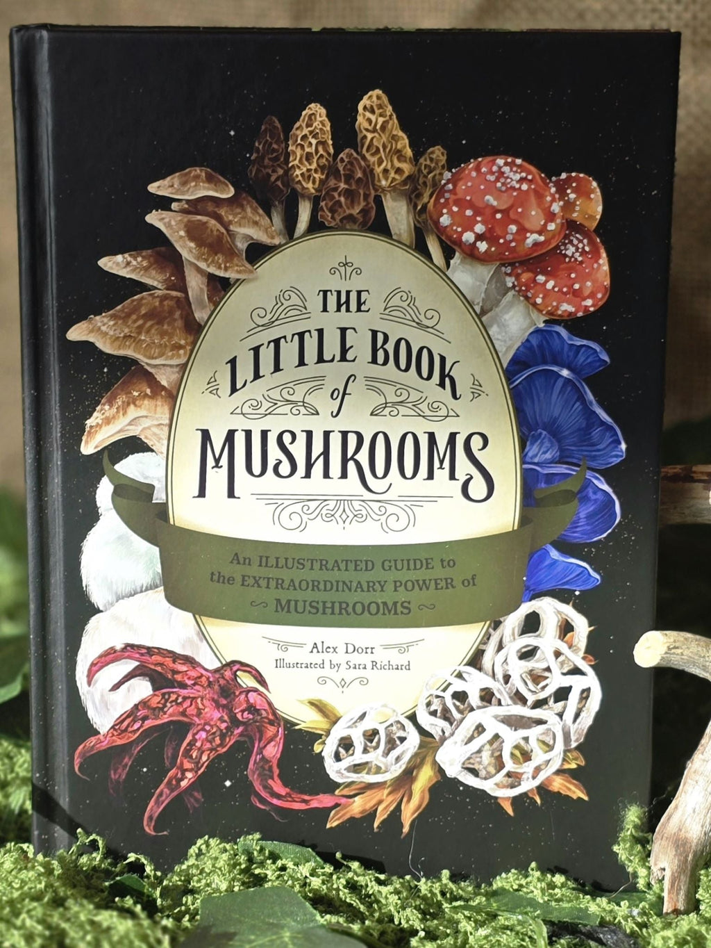 Alex Dorr Little Book of Mushrooms