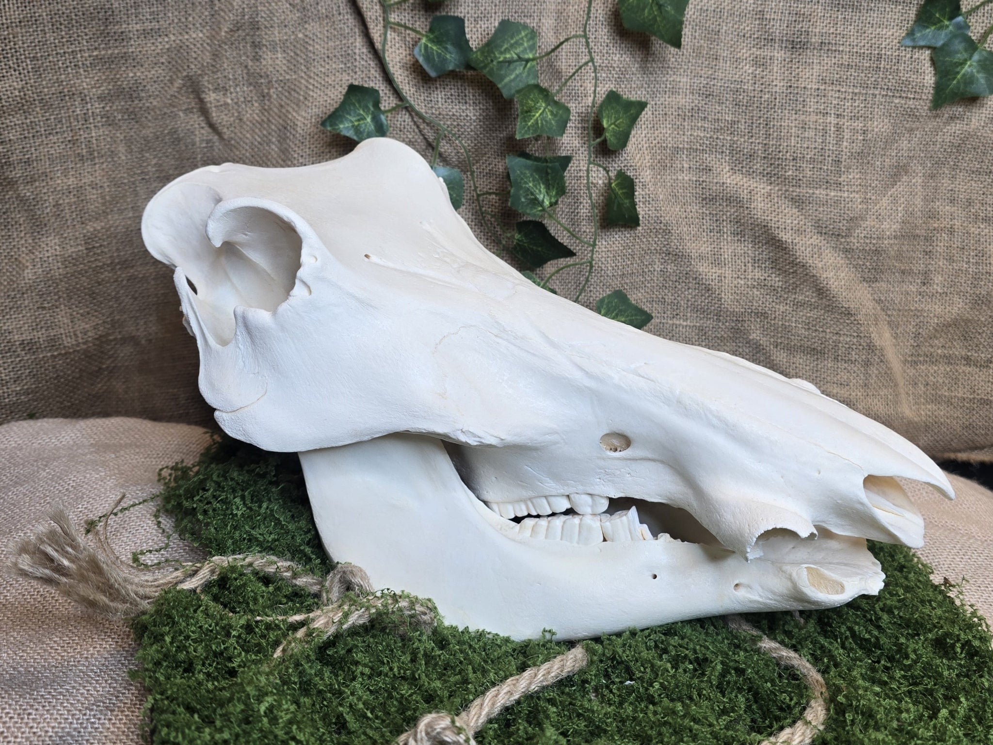 Aito huolellisesti käsitelty ja valkaistu villisian kallo. 