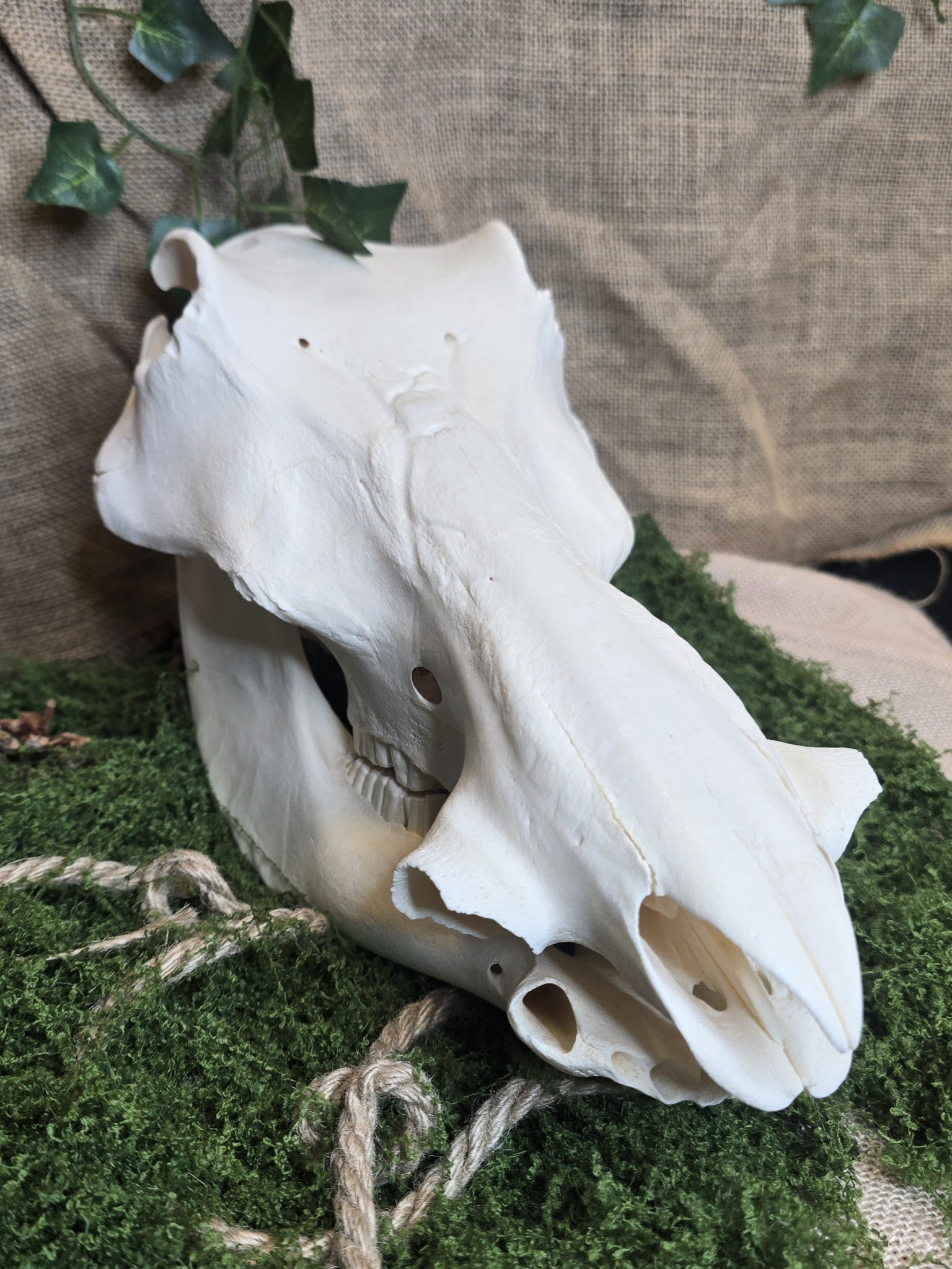 Aito huolellisesti käsitelty ja valkaistu villisian kallo. 