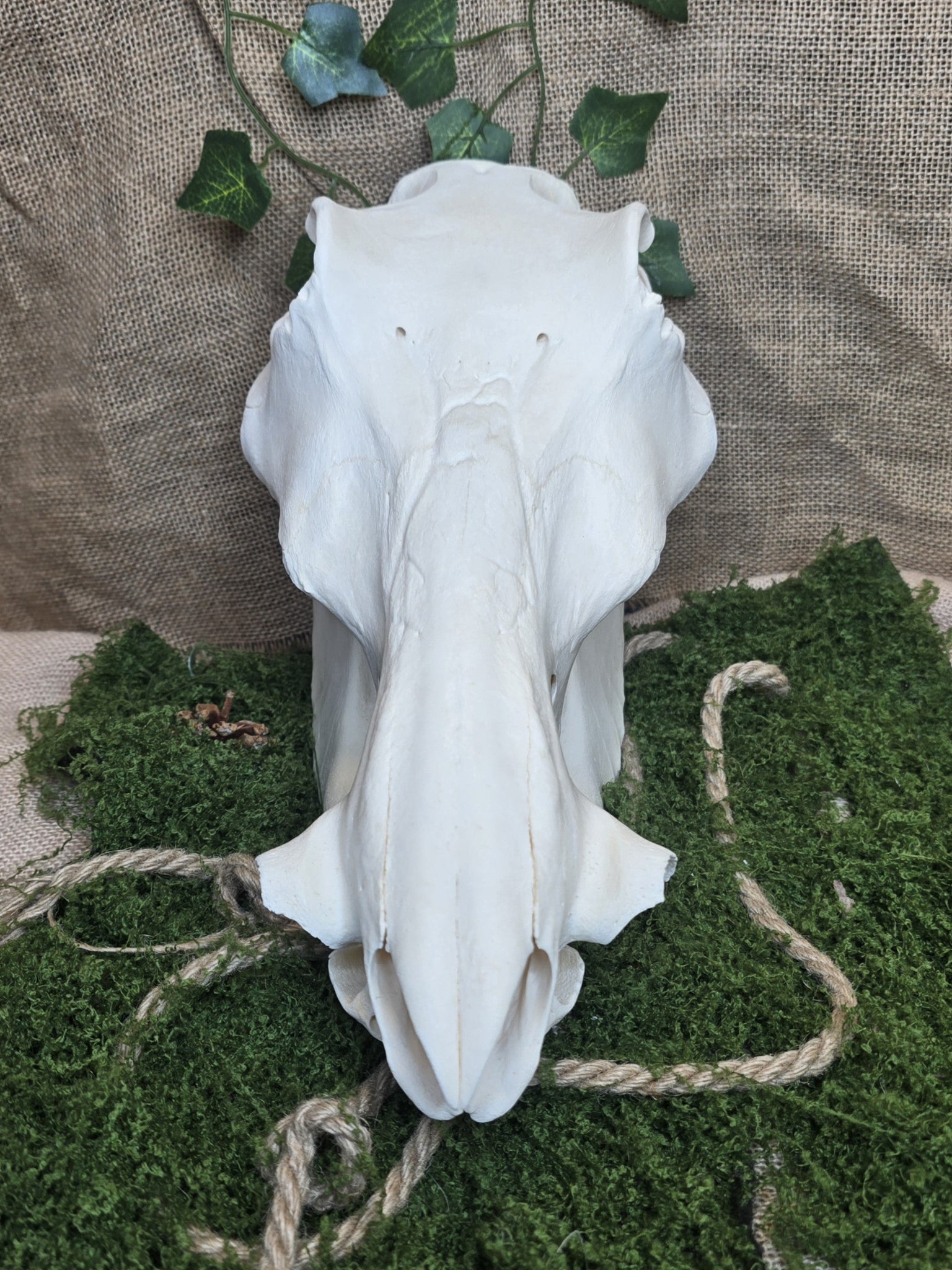 Aito huolellisesti käsitelty ja valkaistu villisian kallo. 