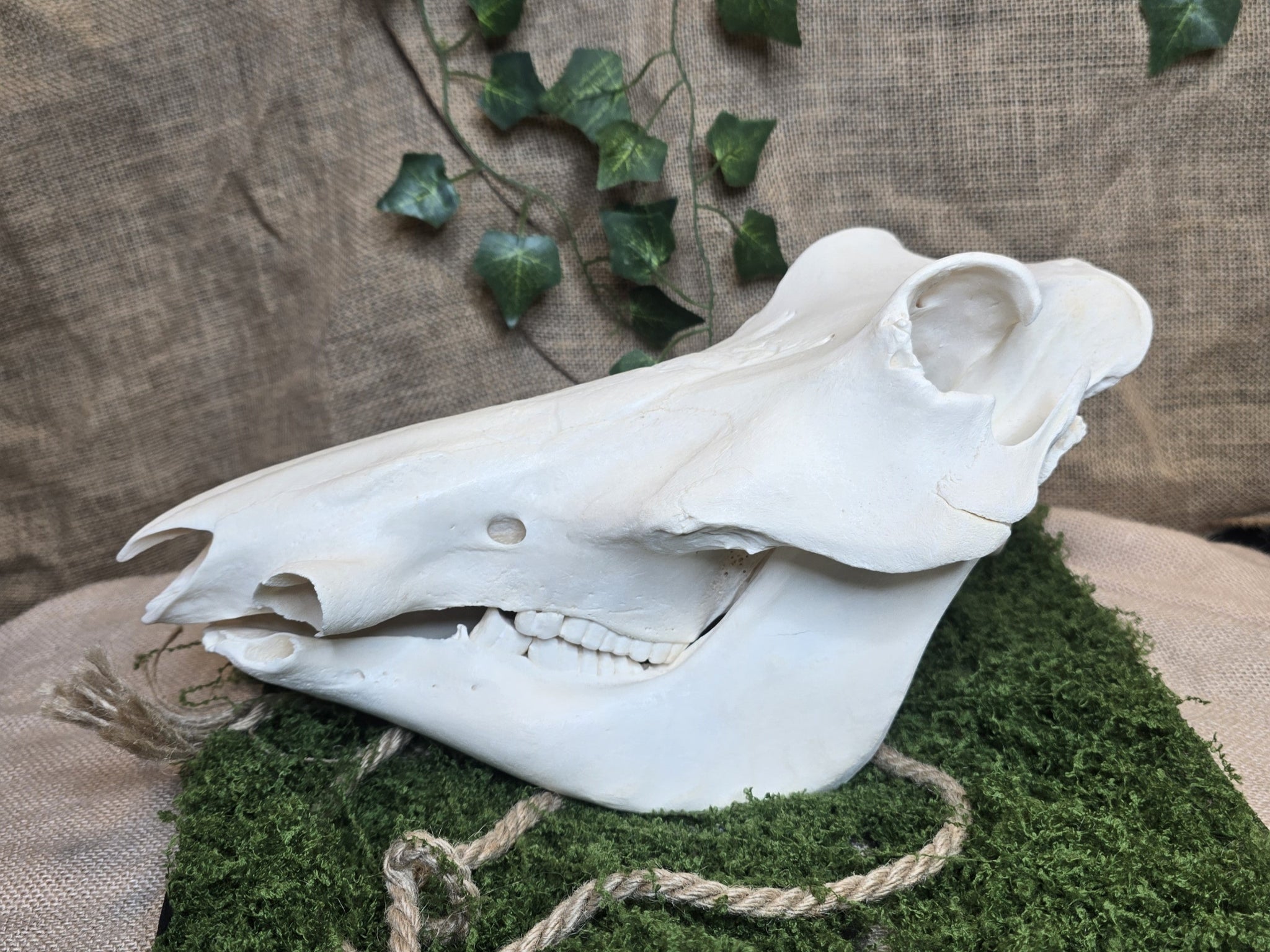 Aito huolellisesti käsitelty ja valkaistu villisian kallo. 